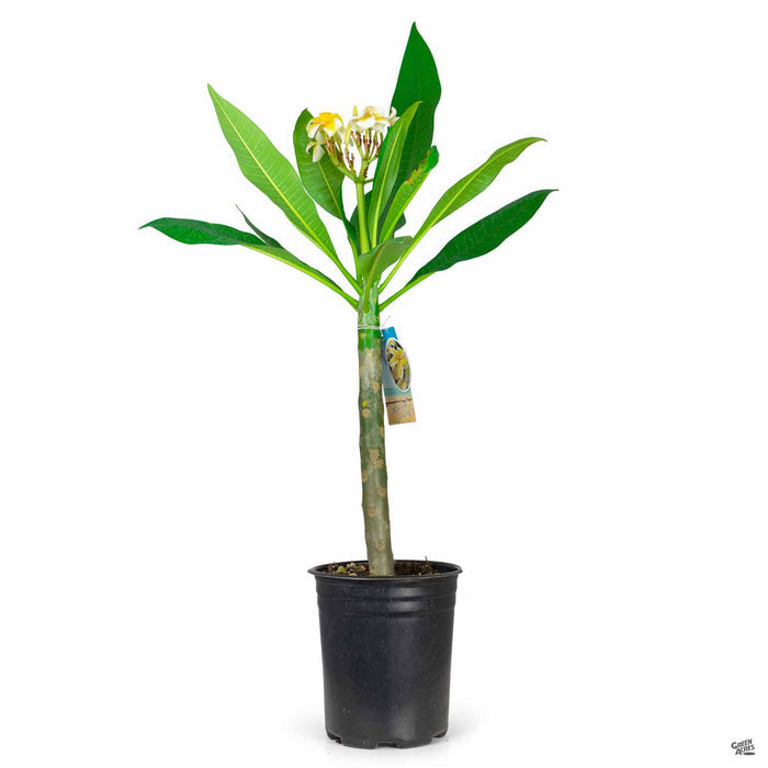 Plumeria 1 gallon Yellow
