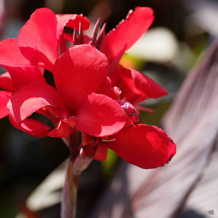 Canna 'Tropicanna Black' blossom
