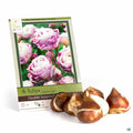 Tulips Double Late Double Surprise 6-pack