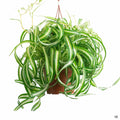 Variegated Bonnie Spider Plant 6 inch