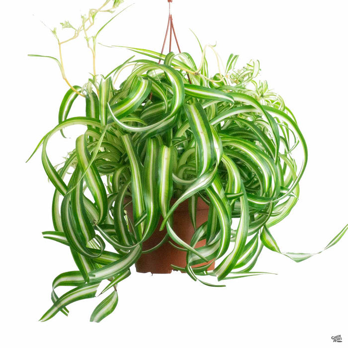 Variegated Bonnie Spider Plant 6 inch