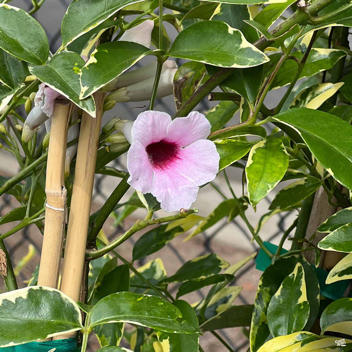 Pandorea jasminoides 'Variegata'