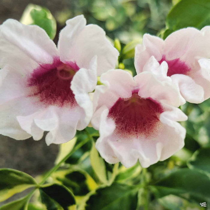 Pandorea jasminoides 'Variegata'