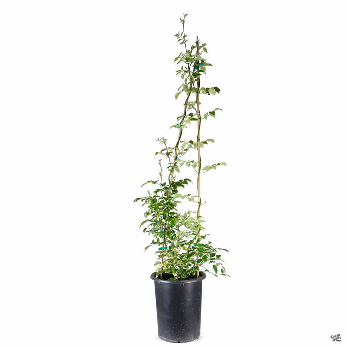 Pandorea jasminoides 'Variegata' 5 gallon