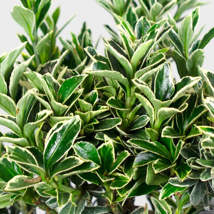 Variegated Boxleaf Euonymus