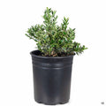 Variegated Boxleaf Euonymus 1 gallon