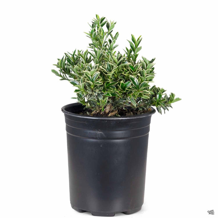 Variegated Boxleaf Euonymus 1 gallon