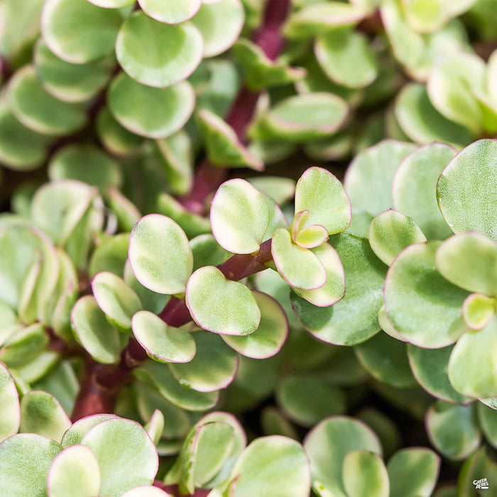 Portulacaria afra 'Variegata'
