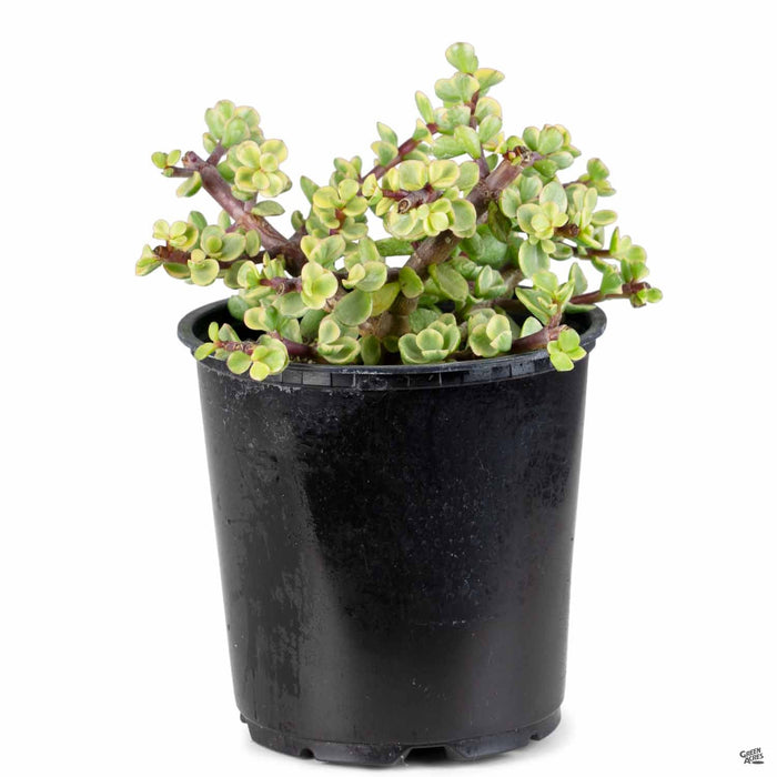 Portulacaria afra 'Variegata' 4 inch