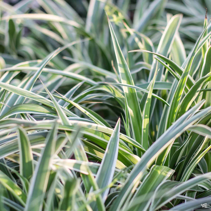 Dianella Variegata
