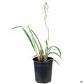 Dianella Variegata 1 gallon
