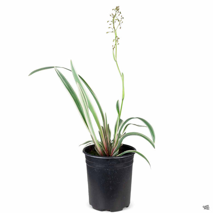 Dianella Variegata 1 gallon