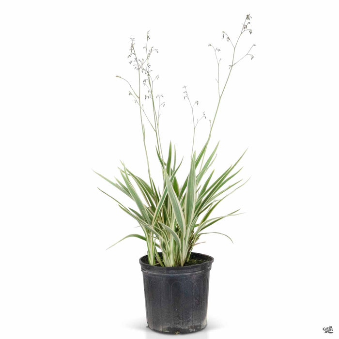 Dianella Variegata 3 gallon