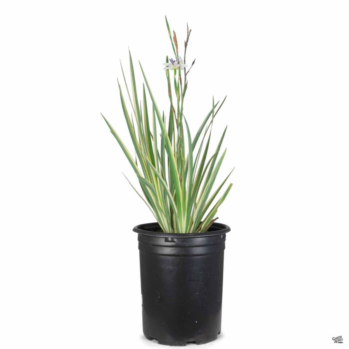 Dianella Variegata 5 gallon