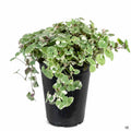 Variegated Ground Ivy 4 inch