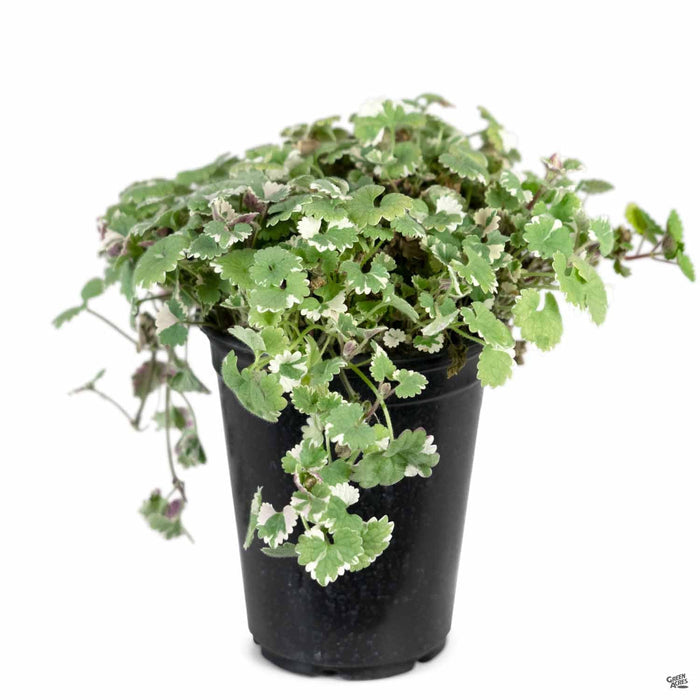 Variegated Ground Ivy 4 inch