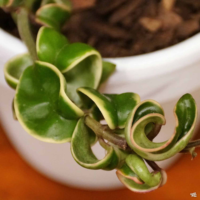 Variegated Hoya Rope