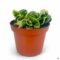 Variegated Hoya Rope 4 inch