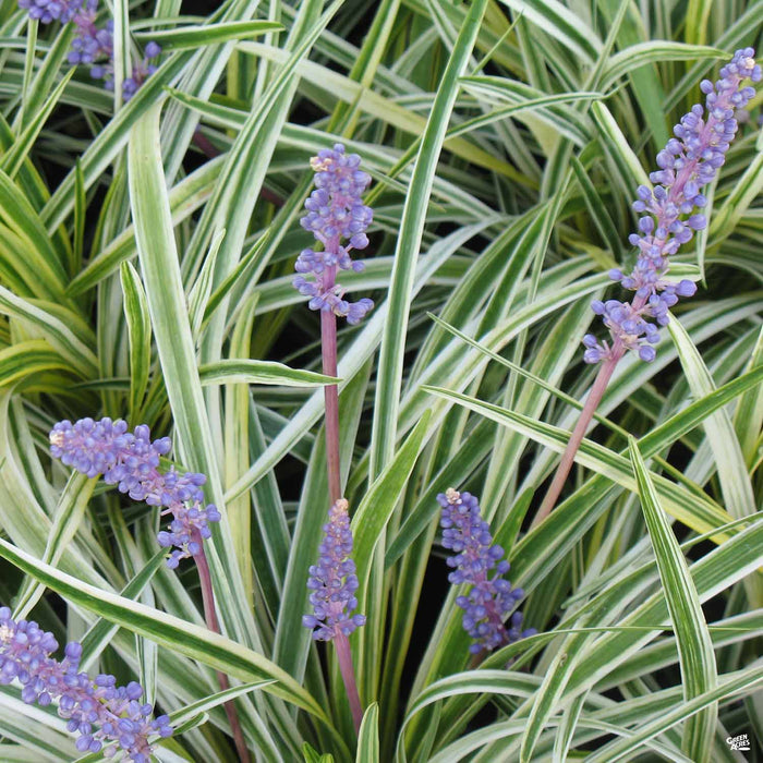 Liriope 'Variegata'