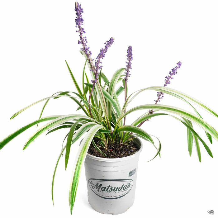 Liriope 'Variegata' 1 gallon
