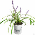 Liriope 'Variegata' 1 gallon
