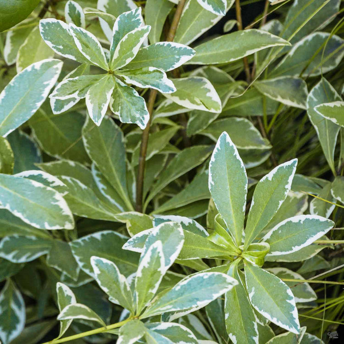Variegated Mock Orange