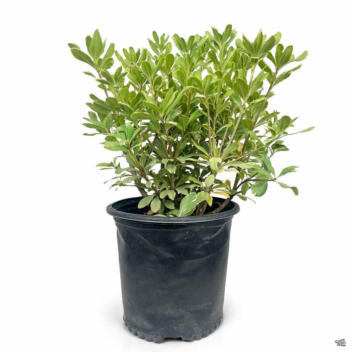 Variegated Mock Orange 3 gallon