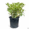Variegated Mock Orange 3 gallon