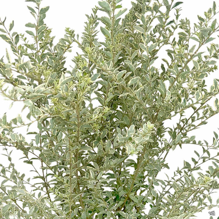 Variegated Privet
