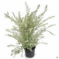 Variegated Privet 3 gallon