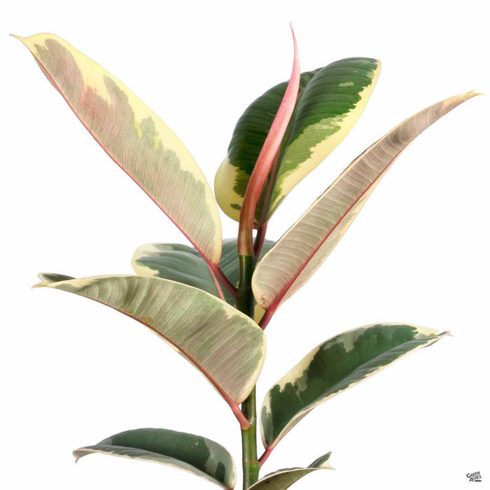 Rubber Plant 'Tineke'