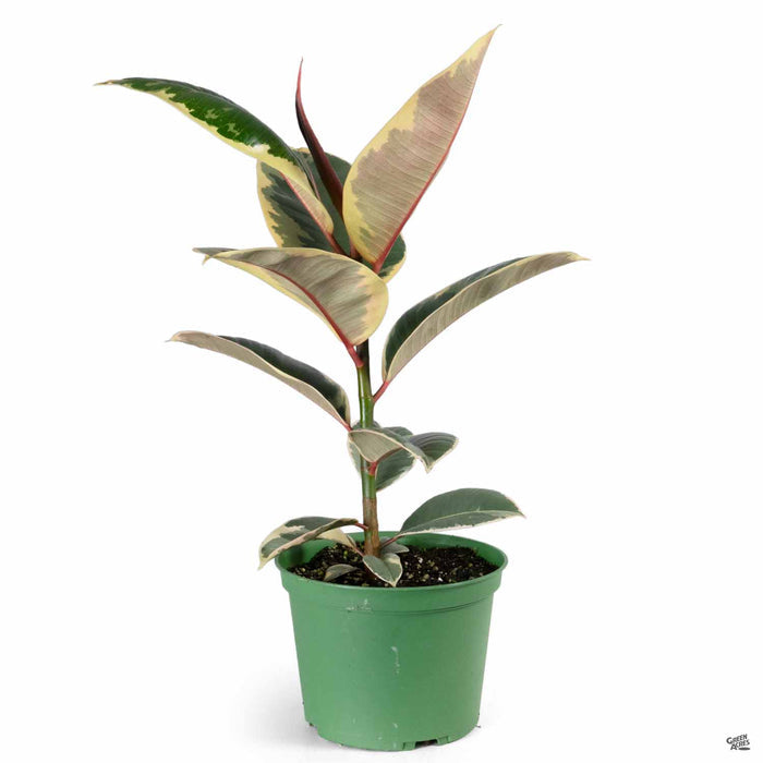 Rubber Plant 'Tineke' 6 inch