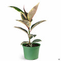 Rubber Plant 'Tineke' 6 inch