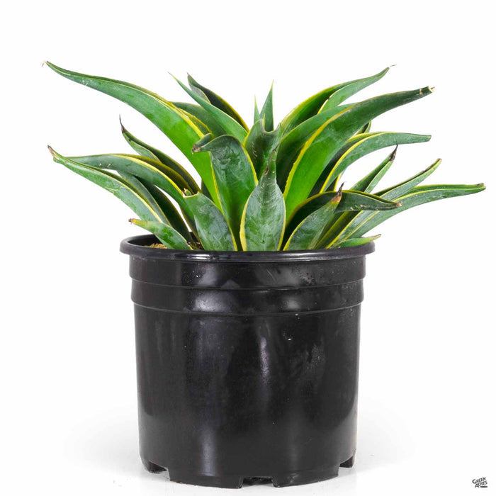 Variegated Smooth Agave 3 gallon