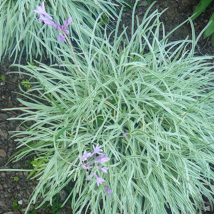 Silver Lace Society Garlic