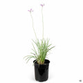 Silver Lace Society Garlic 1 gallon