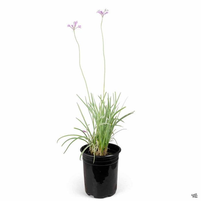 Silver Lace Society Garlic 1 gallon