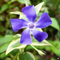 Vinca major Variegated