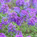 Verbena Homestead