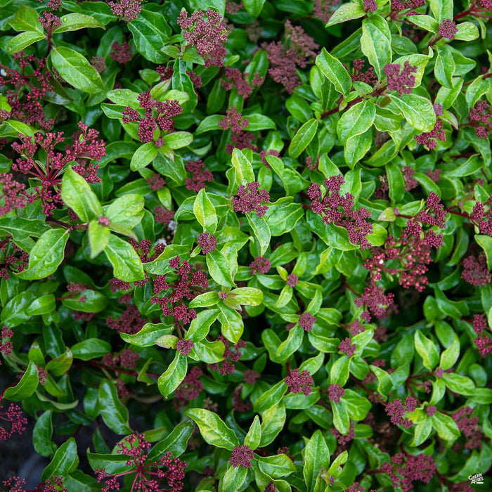 Viburnum tinus 'Spring Bouquet'