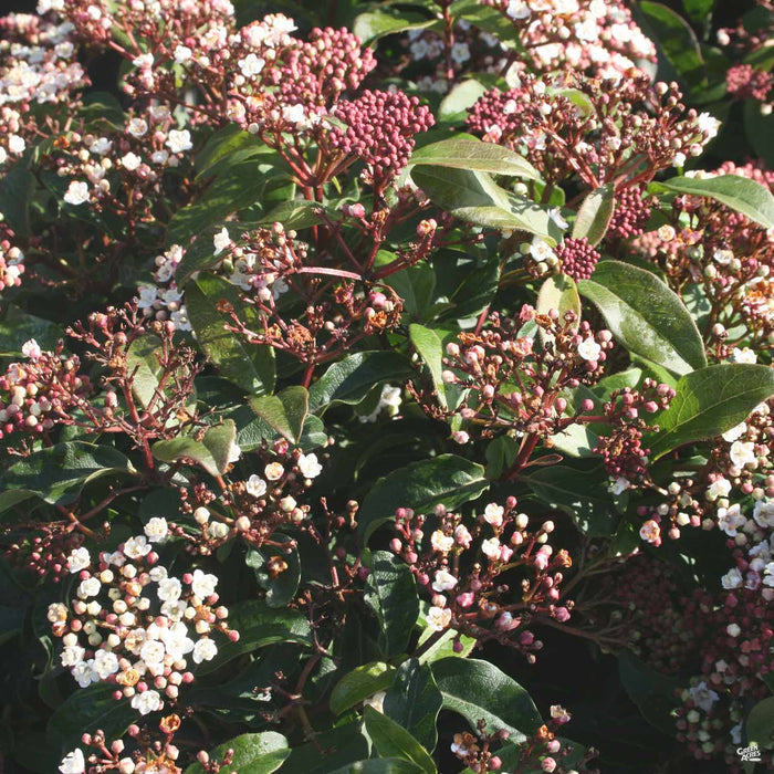 Viburnum tinus 'Spring Bouquet'