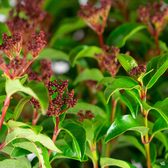 Viburnum tinus 'Spring Bouquet'