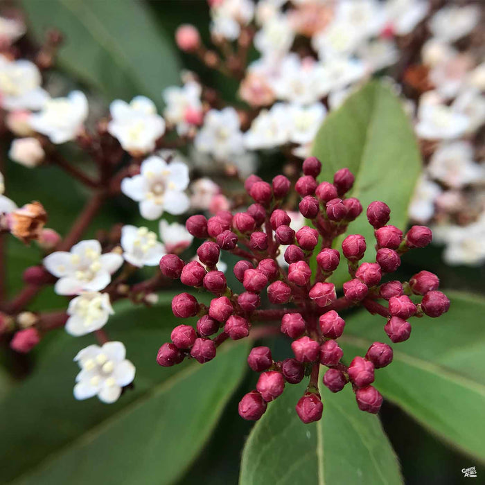 Viburnum tinus 'Spring Bouquet'