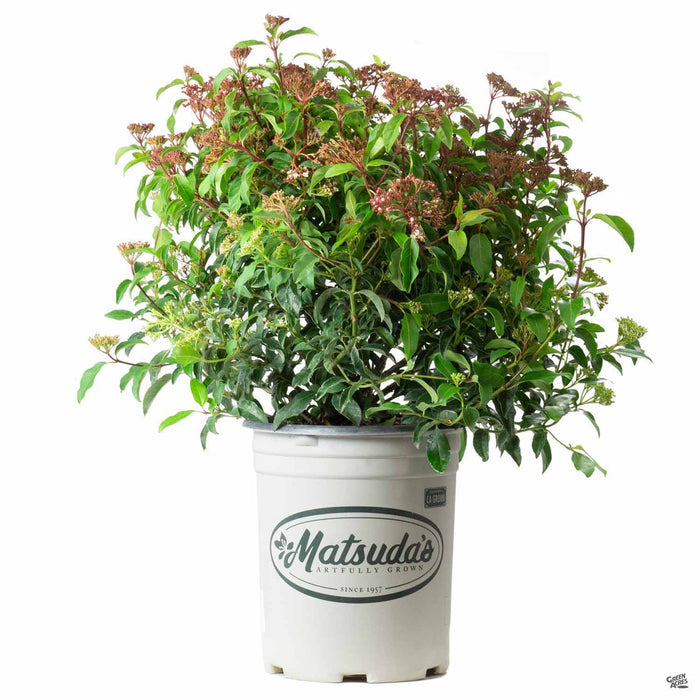Viburnum tinus Spring Bouquet 5 gallon Matsudas