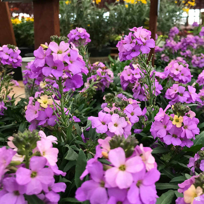 Erysimum 'Bowles Mauve'