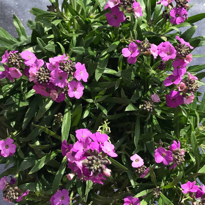 Erysimum 'Bowles Mauve'