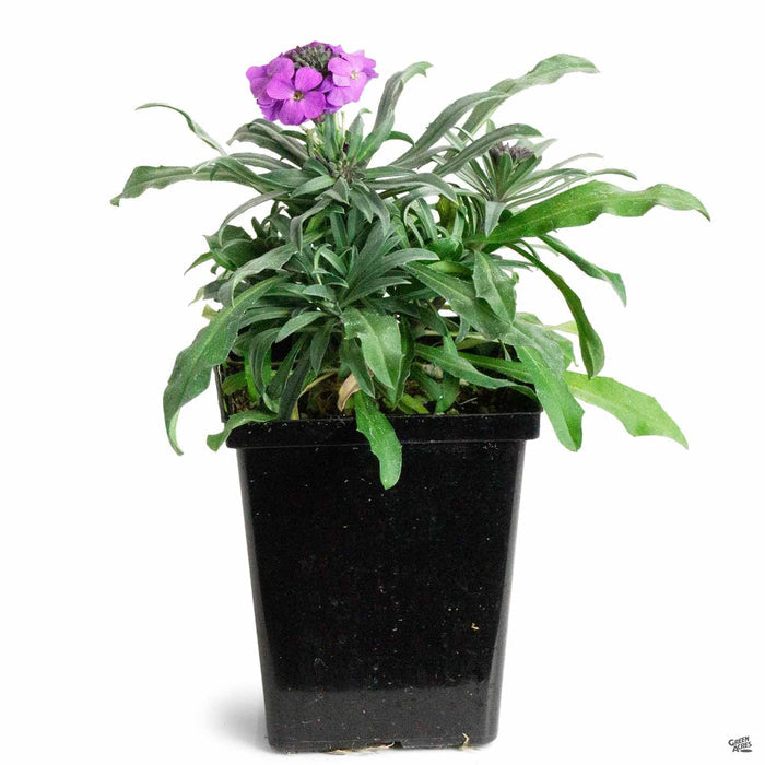Erysimum 'Bowles Mauve' 4 inch