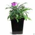 Erysimum 'Bowles Mauve' 4 inch