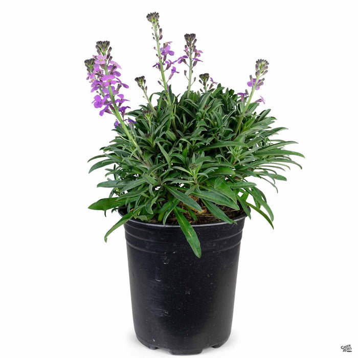 Erysimum 'Bowles Mauve' 1 gallon