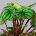 Peperomia Watermelon